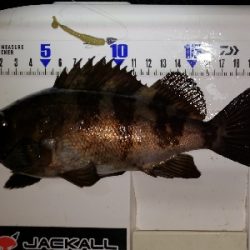 少しパターンが変わった?