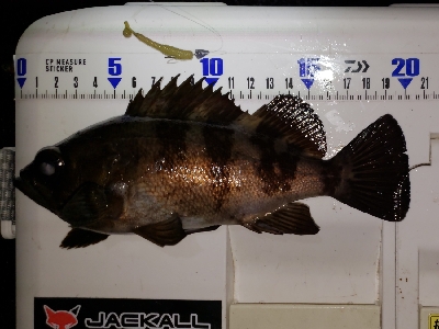 少しパターンが変わった?