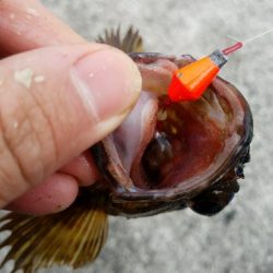 ガシラ釣り ~居たら食う~