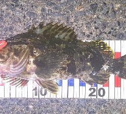 寒いけど熱い。