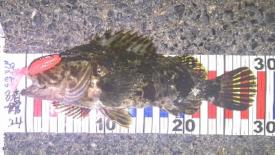 寒いけど熱い。