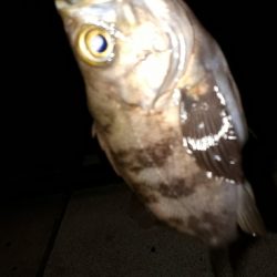 なんとか、釣れた~