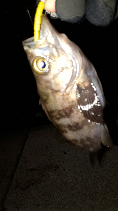 なんとか、釣れた~