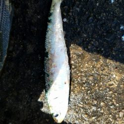 サバ釣り　～入れ食いだった～