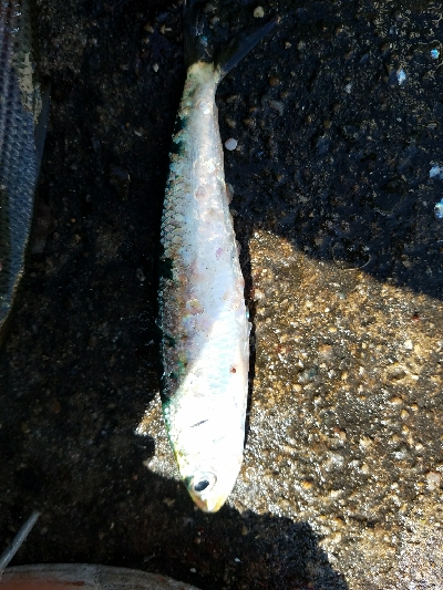 サバ釣り　～入れ食いだった～