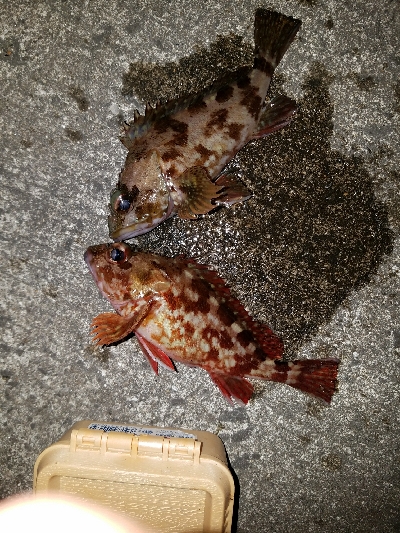 ガシラ釣り　～風が強い～