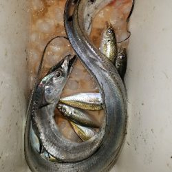 太刀魚釣り ~指四本、91センチ~