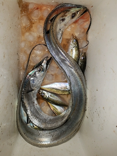 太刀魚釣り ~指四本、91センチ~