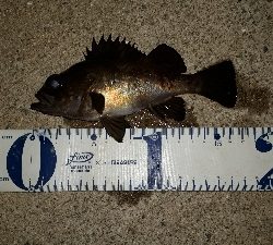 強風でもメバリング