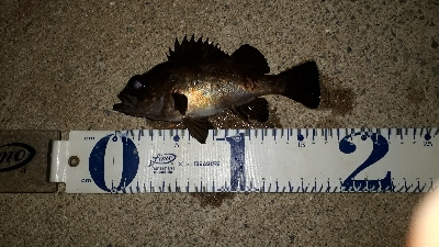 強風でもメバリング