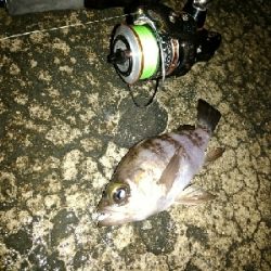 メバリングのはずが