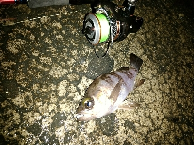 メバリングのはずが