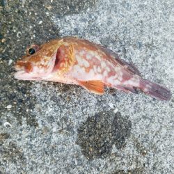 ガシラ釣り　～陽気で気持ちいい～