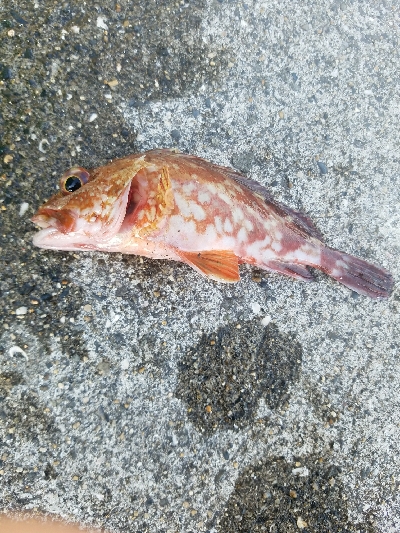 ガシラ釣り　～陽気で気持ちいい～