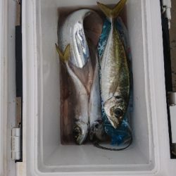 尺アジを求めて!