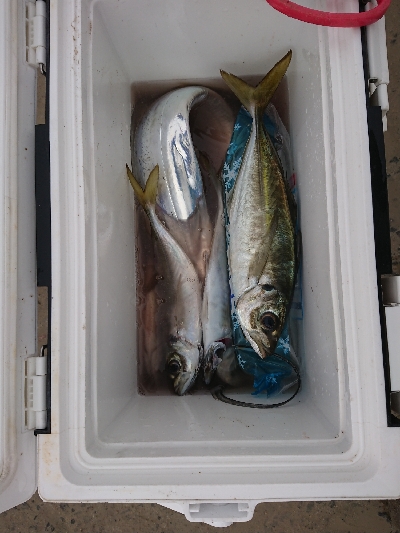 尺アジを求めて！