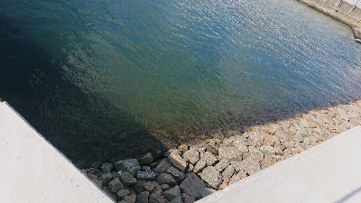 冷え込みで活性低め？