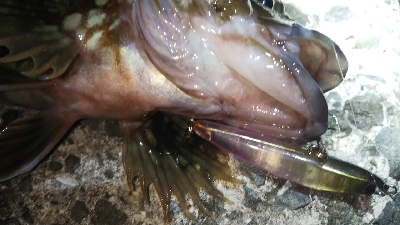 根魚の釣り方