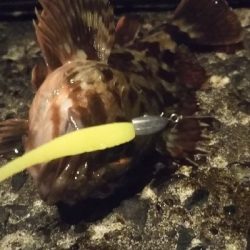 メバルの釣り方