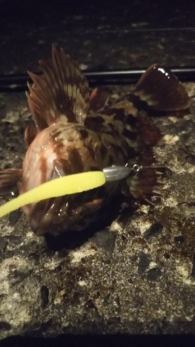 メバルの釣り方