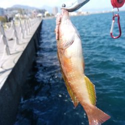 ヘチを歩き回り