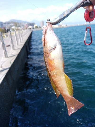 ヘチを歩き回り