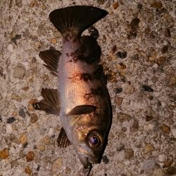 プラグ縛りの釣行