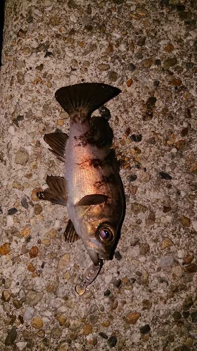 プラグ縛りの釣行