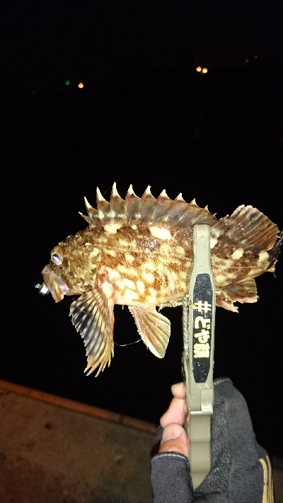 アジングに来てみたが・・・