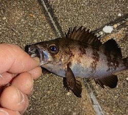 メバリング修行