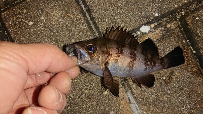 メバリング修行