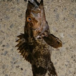 メバリング修行