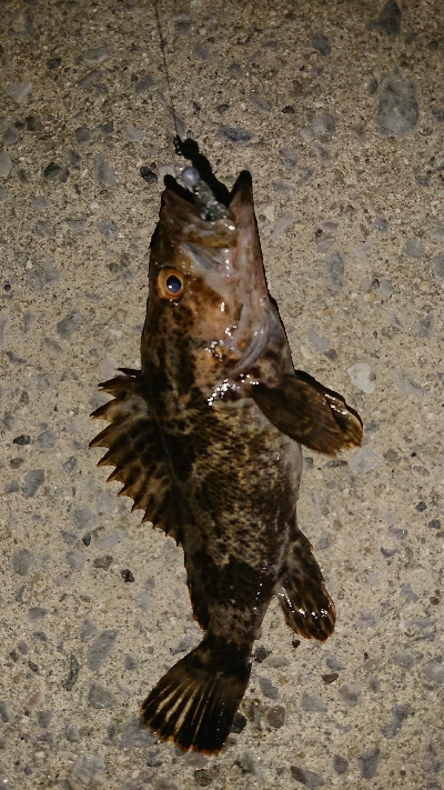 メバリング修行