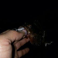 ガッシーは裏切らない