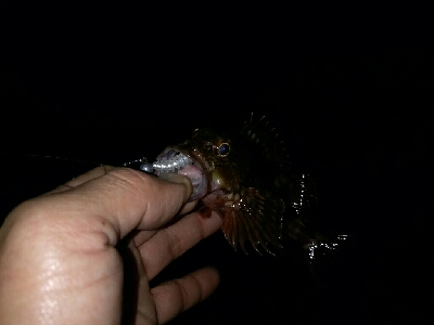 ガッシーは裏切らない