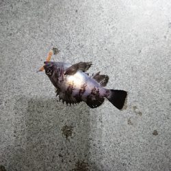 風裏メバリング