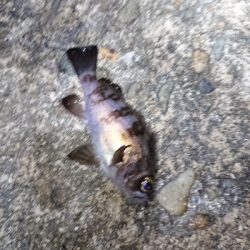 短時間メバリング