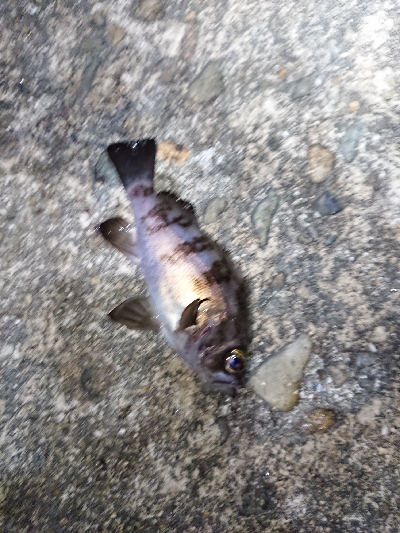 短時間メバリング