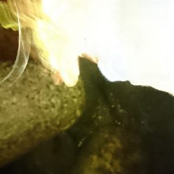 ガッシーすら厳しい