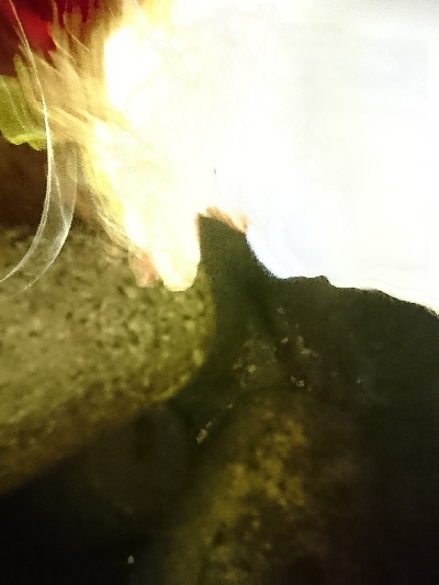 ガッシーすら厳しい