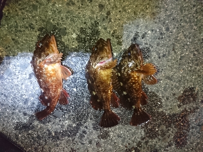 サイズがイマイチ…