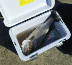 今年初ヒラスズキ！