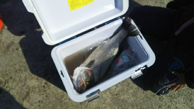 今年初ヒラスズキ！