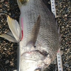 仁淀川河口周辺サーフショアジギング