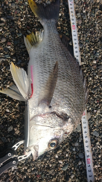 仁淀川河口周辺サーフショアジギング