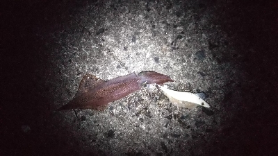 まだ釣れた‼️