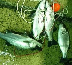 赤い彗星。ショア真鯛とヒラスズキゲット