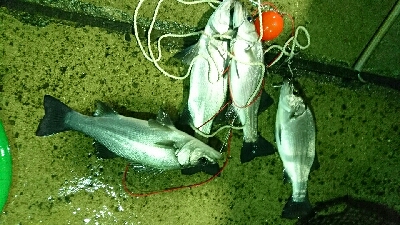 赤い彗星。ショア真鯛とヒラスズキゲット