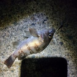 天気良かったので適当に