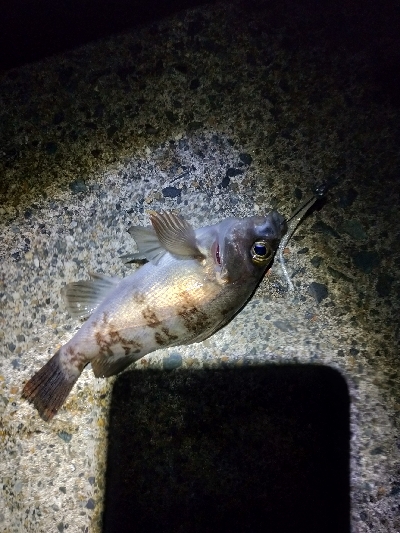 天気良かったので適当に